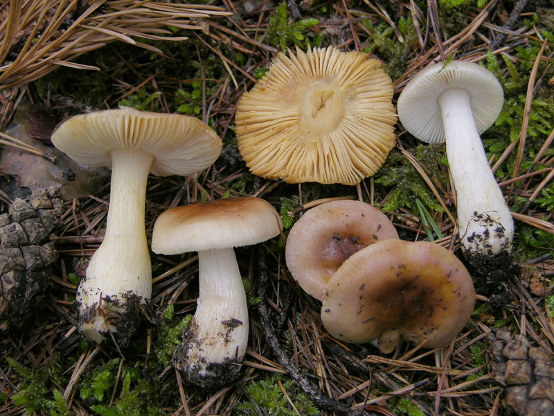 Russula puellaris